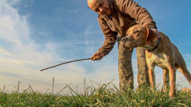 ADIESTRAMIENTO-POINTER