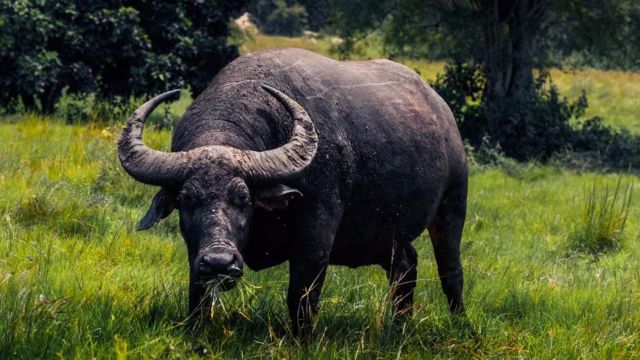 AUSTRALIA-BUFALO