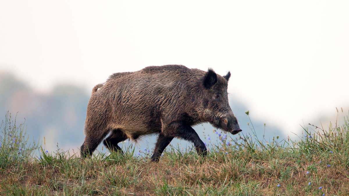 Batida de jabalíes en Croacia - Cazaflix