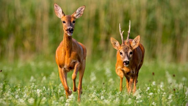 CELO-CORZO-HUNGRÍA