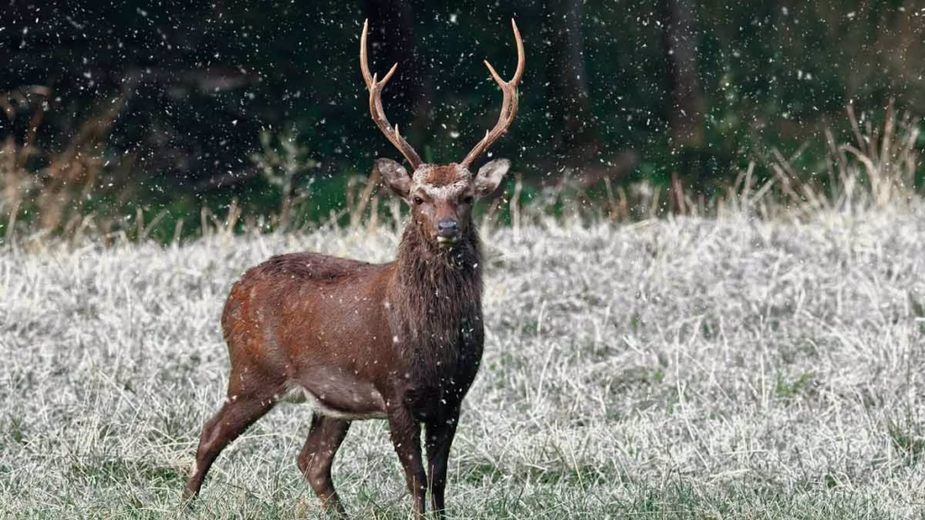 CIERVO-SIKA-IRLANDA
