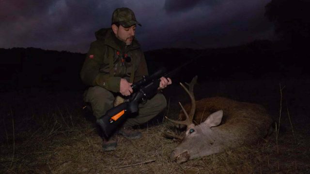 CIERVO-TIKKA-ALCORNOCALES