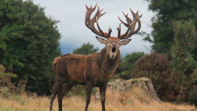 CIERVOS-NUEVA-ZELANDA