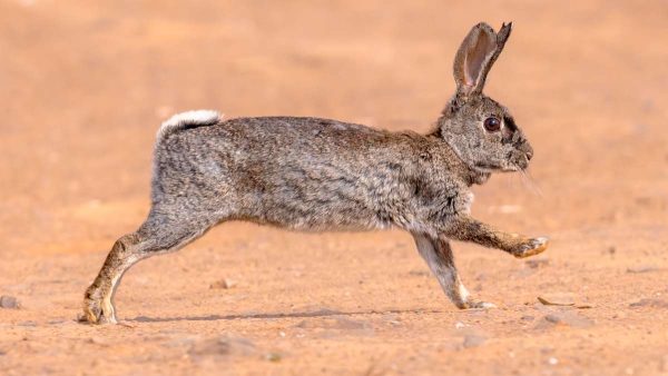 CONEJO-DESCASTE-TOLEDO