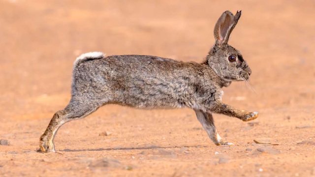 CONEJO-DESCASTE-TOLEDO