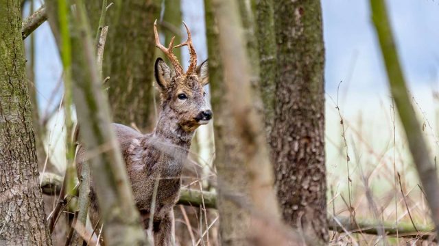 CORZOS-ABRIL-ALPEDRETE