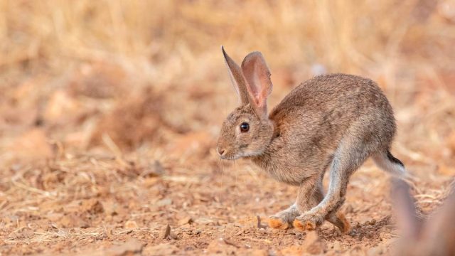 DESCASTE-CONEJOS-PAREJA
