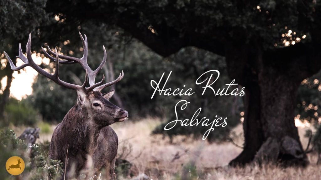 EL-VENADO-DE-MI-VIDA