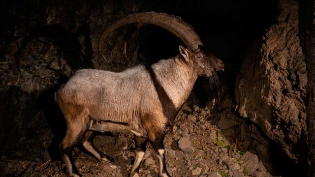 IBEX BEZOAR ARCO