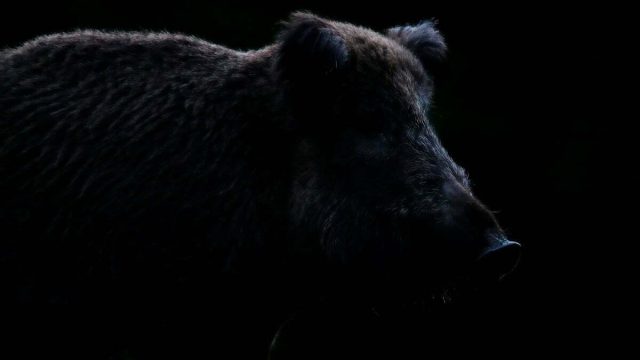 JABALÍ-ESPERA-TAYIKISTÁN