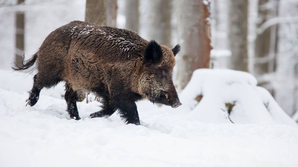 JABALÍES-TAYIKISTÁN