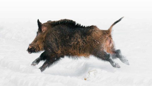 JABALÍES-TURQUÍA-NIEVE
