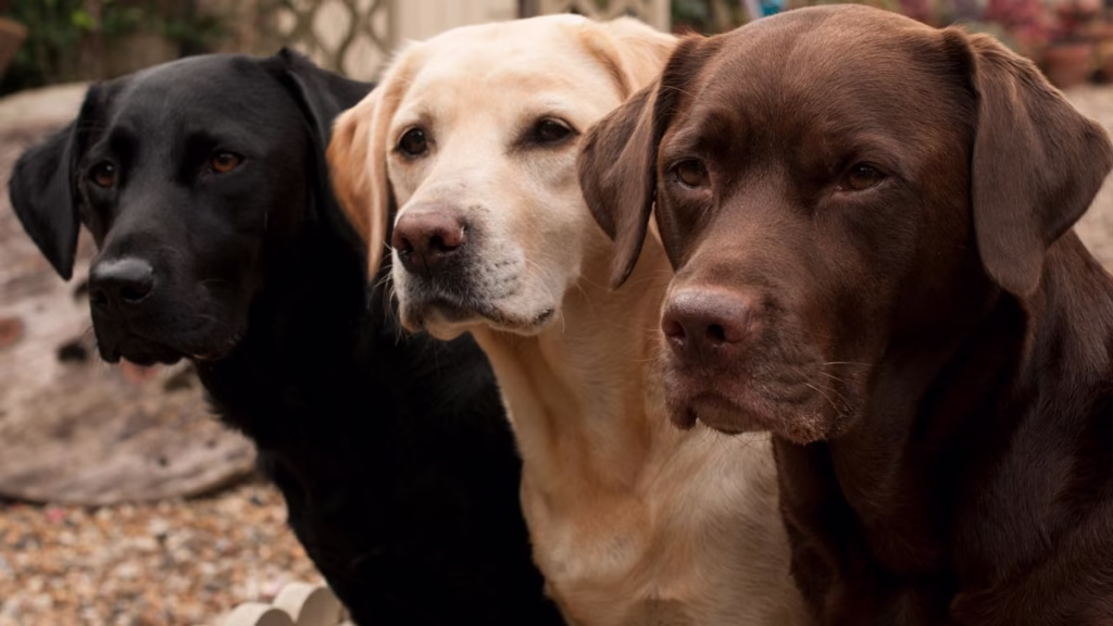 LABRADOR