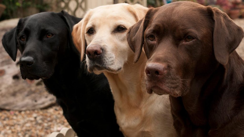 LABRADOR