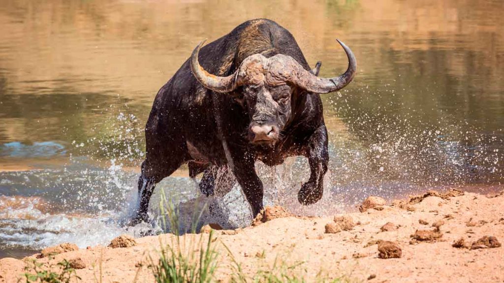 LANCE-BÚFALO