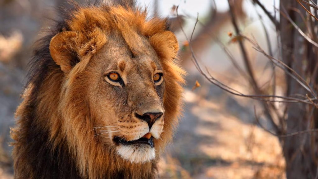 LEÓN-KALAHARI
