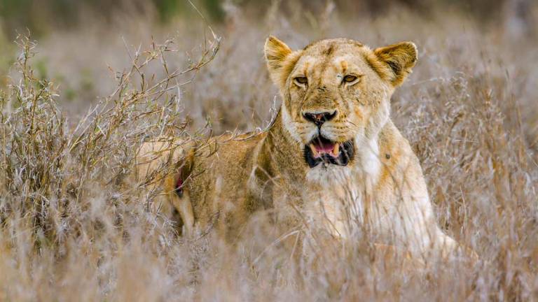 La leona del Kalahari