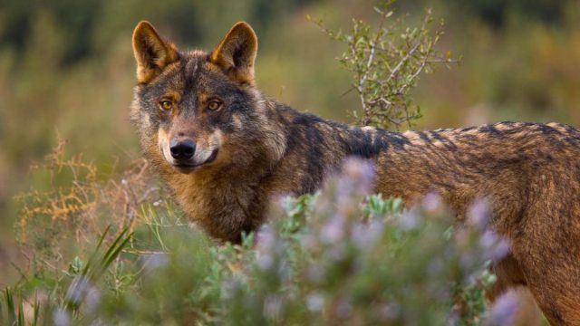 LOBO-HOMBRE-ARTEMISAN