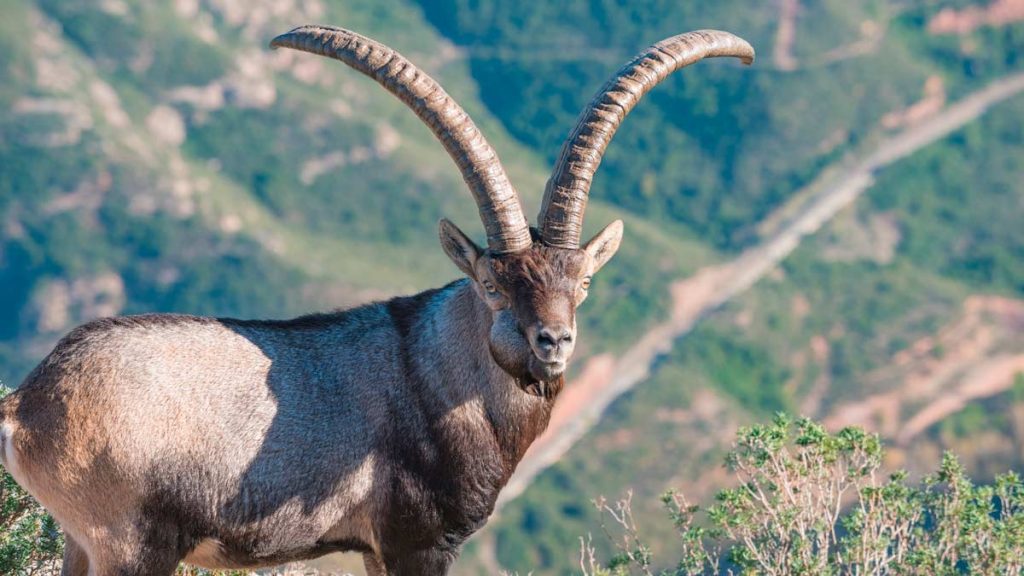 MACHOS-MONTESES-ARCO