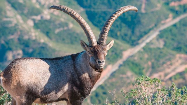 MACHOS-MONTESES-ARCO