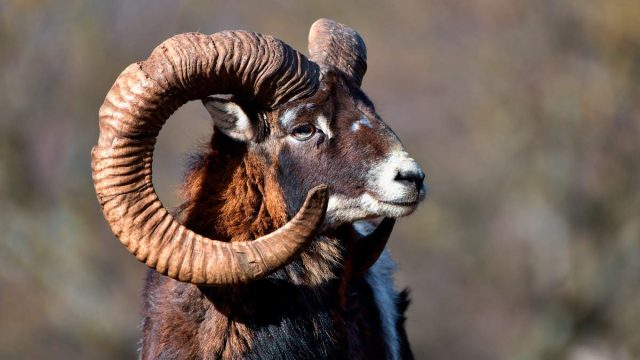 MONTERÍA-LOS-CLAROS