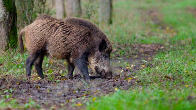 MONTERÍA-SANTA-QUITERIA