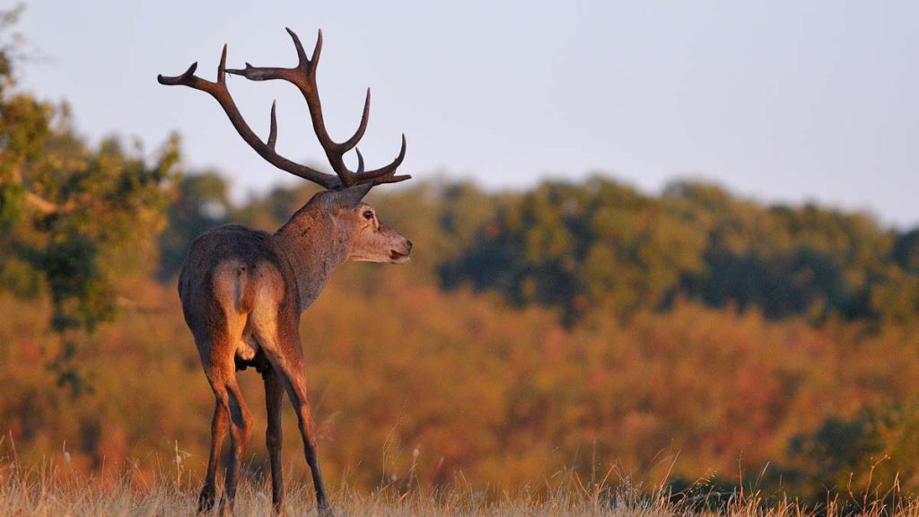 MONTERÍA-VALDEAZORES