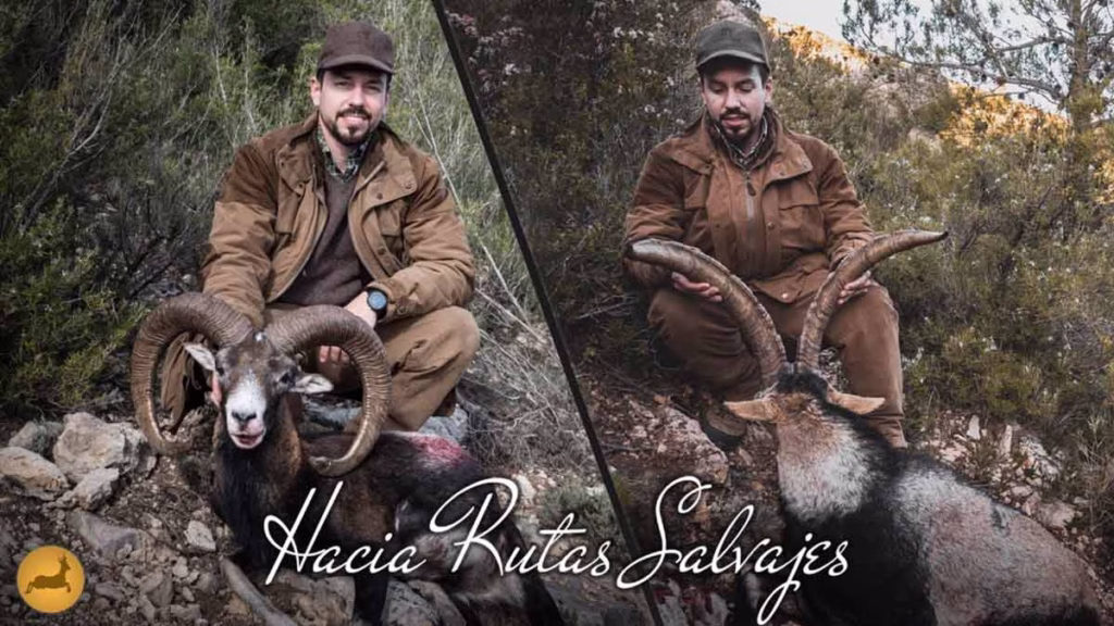 MUFLÓN-MACHO-MONTÉS-VALENCIA