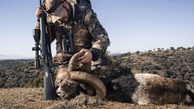MUFLÓN-MANCHA-EN-MEDIO