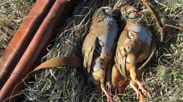 OJEO-PERDICES-VALDELAGUNA