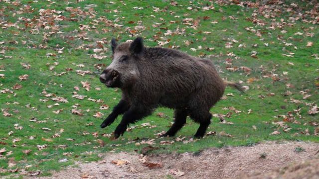 MONTERÍA-QUITASUEÑOS