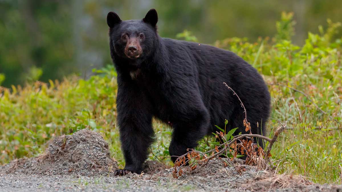 Oso negro con arco en Canadá - Cazaflix