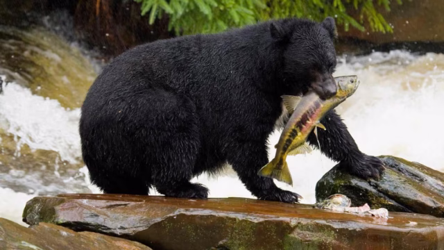 OSO-NEGRO-QUEBEC