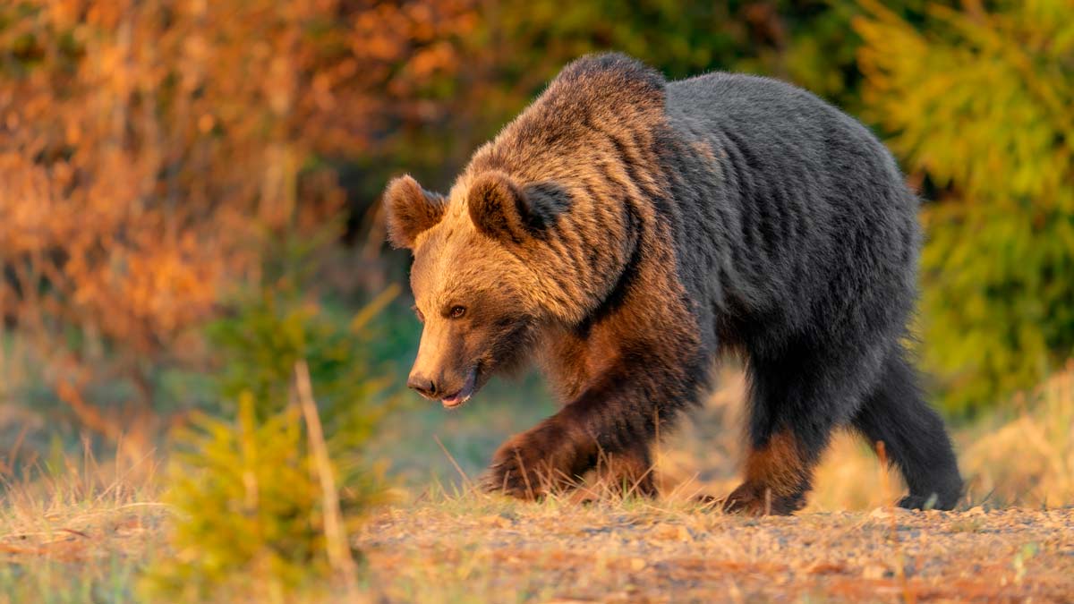 Caza De Osos En Rusia - Cazaflix