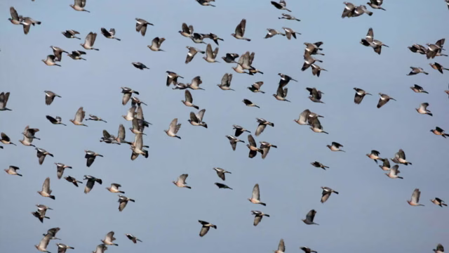 PALOMAS MEDIA VEDA