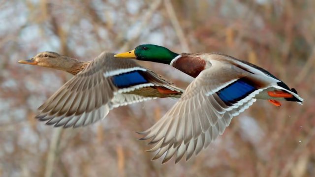 PATOS-ALBACETE