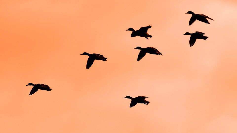PATOS AMANECER
