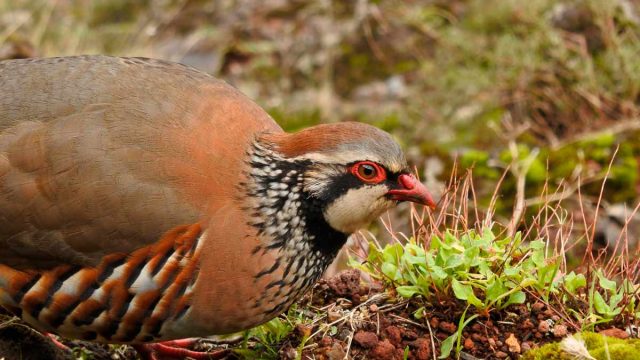 PERDICES-EXTREMADURA