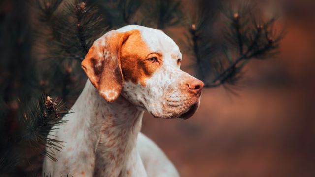 POINTER