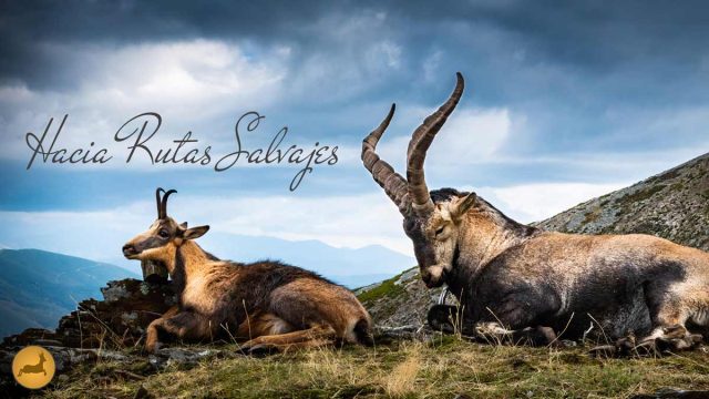 REBECO-MACHO-ONTÉS-ANCARES