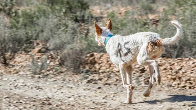 REHALA-DÍA-A-DÍA