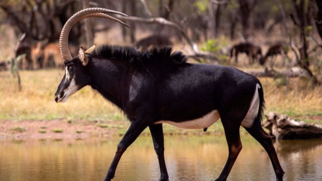 SABLE EXCOPESA