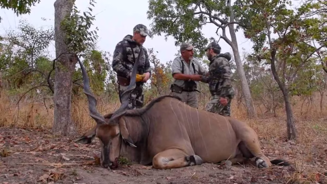 SAFARI-CAMERÚN