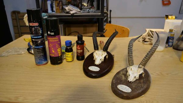 TAXIDERMANÍA-8-RESTAURAR-VIEJOS-TROFEOS