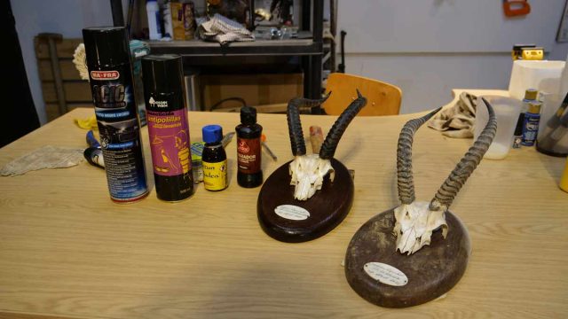 TAXIDERMANÍA-8-RESTAURAR-VIEJOS-TROFEOS