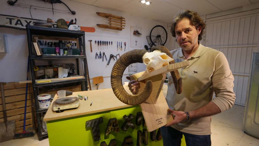 TAXIDERMANÍA-MUFLÓN