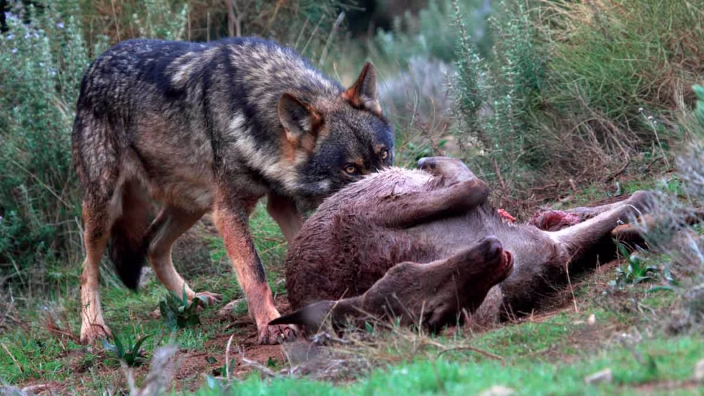 TIERRA-DEL-LOBO