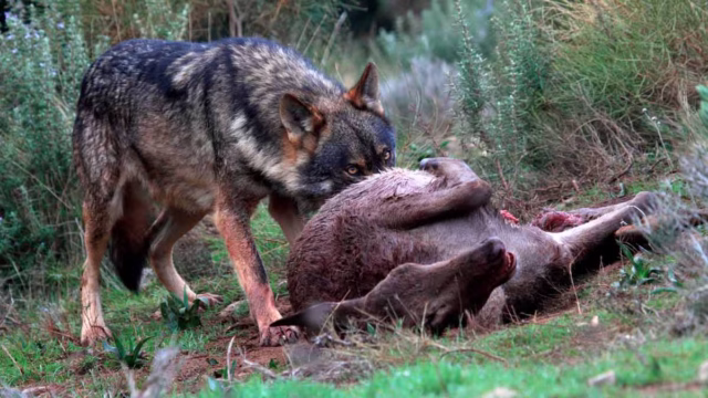 TIERRA-DEL-LOBO