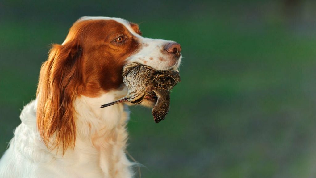 BECADAS-SETTER