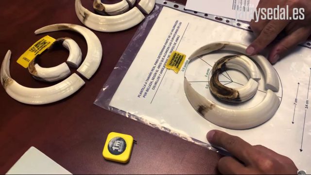 MEDIR-TROFEO-JABALÍ